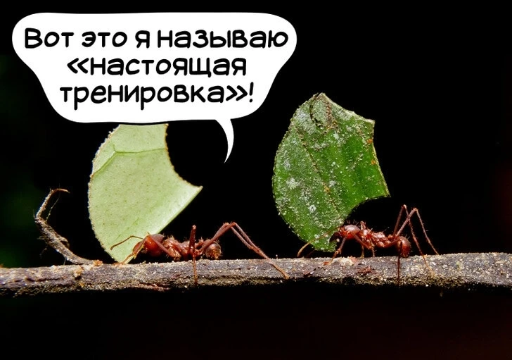 Муравьи могут переносить груз, в 50 раз превышающий их собственный вес