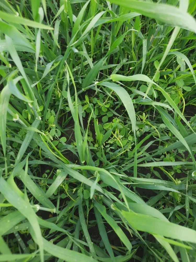 🌾 Два урожая на одном поле за сезон: миф или реальность?