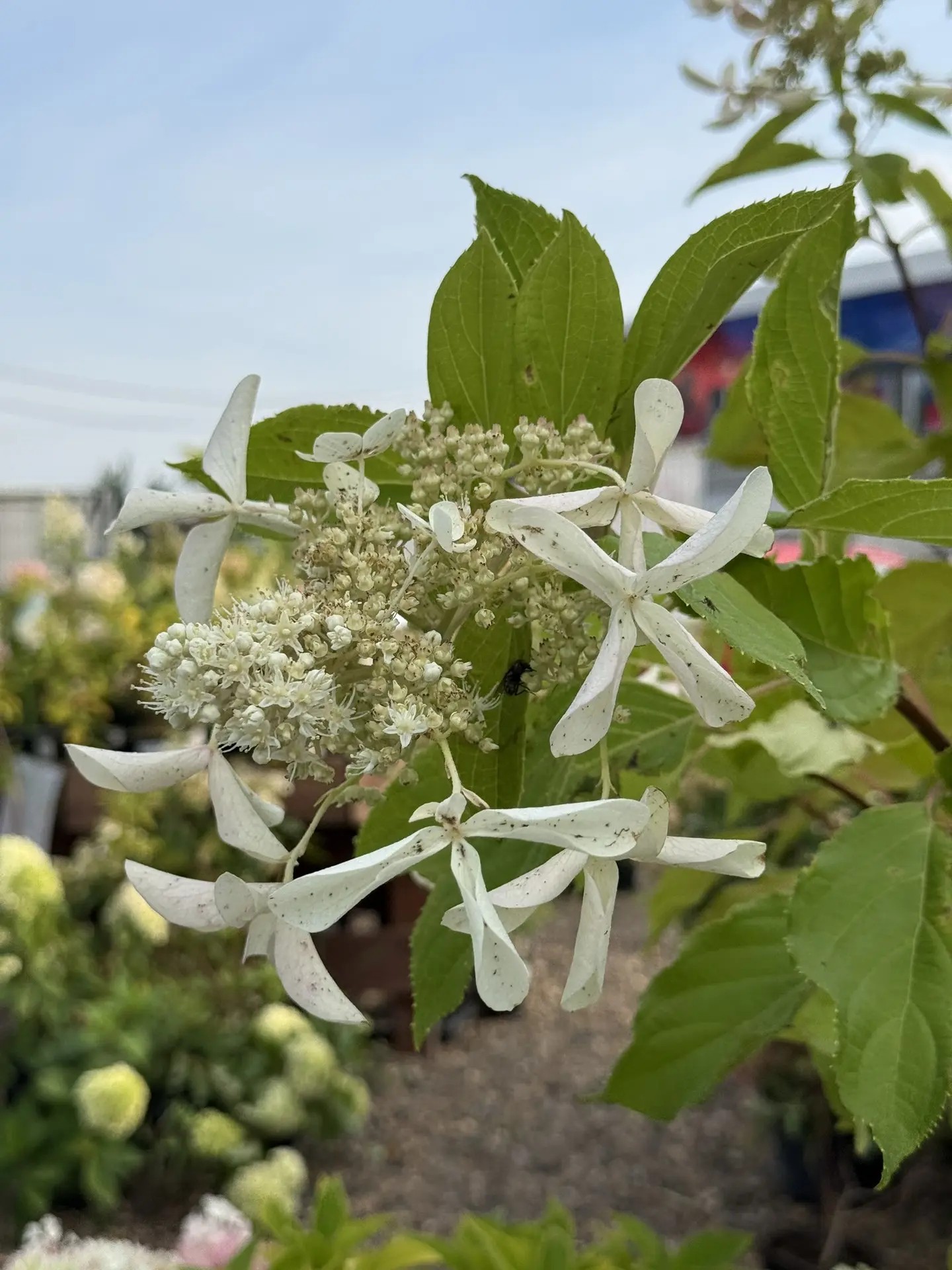 🌸 Гортензии сейчас во всей красе!