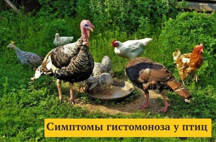 Гистомоноз — это инфекционное заболевание домашней птицы, вызванное простейшими паразитами. Недуг по