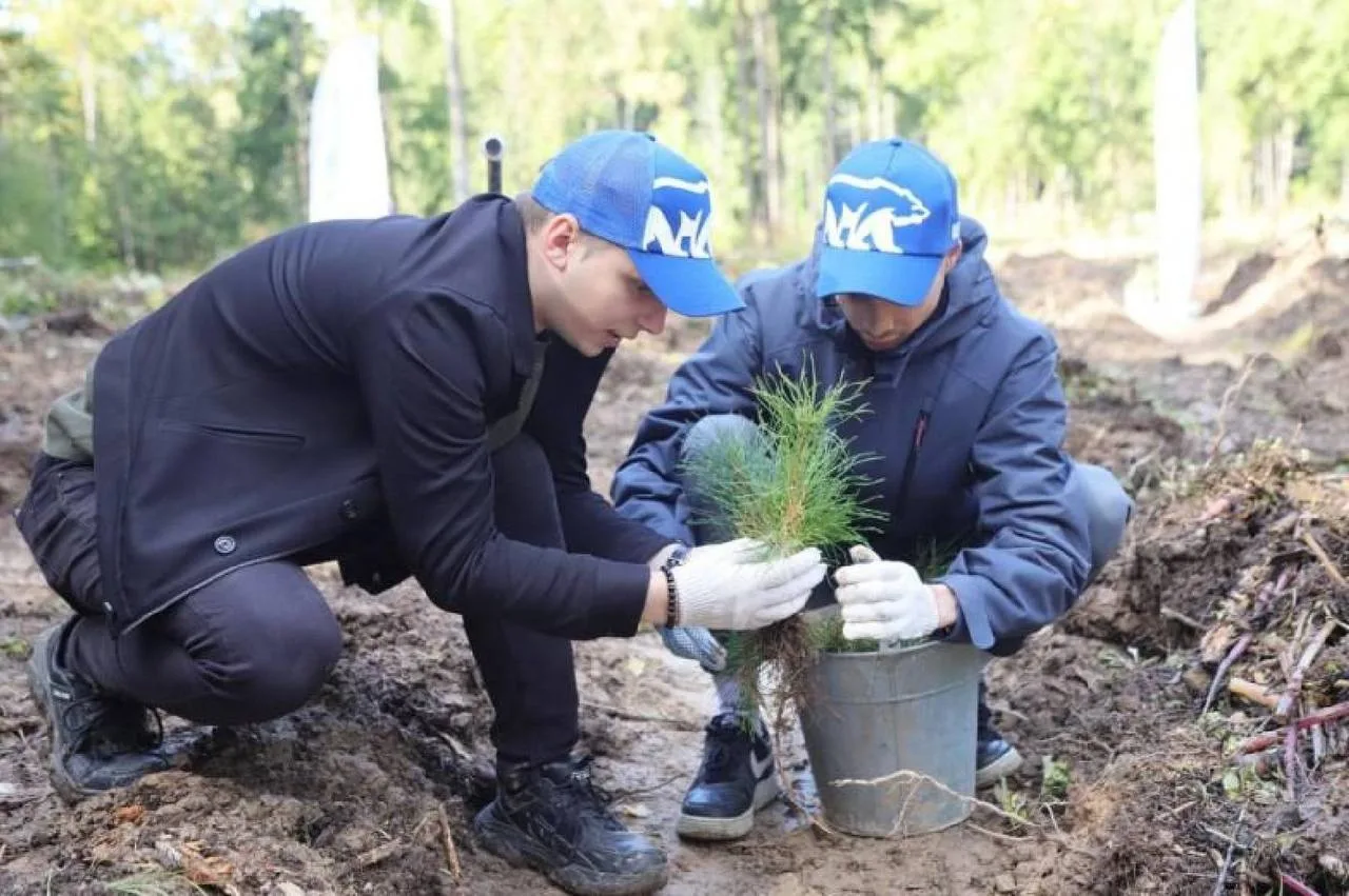 🌳В Красногорске высадили более 50 тысяч деревьев