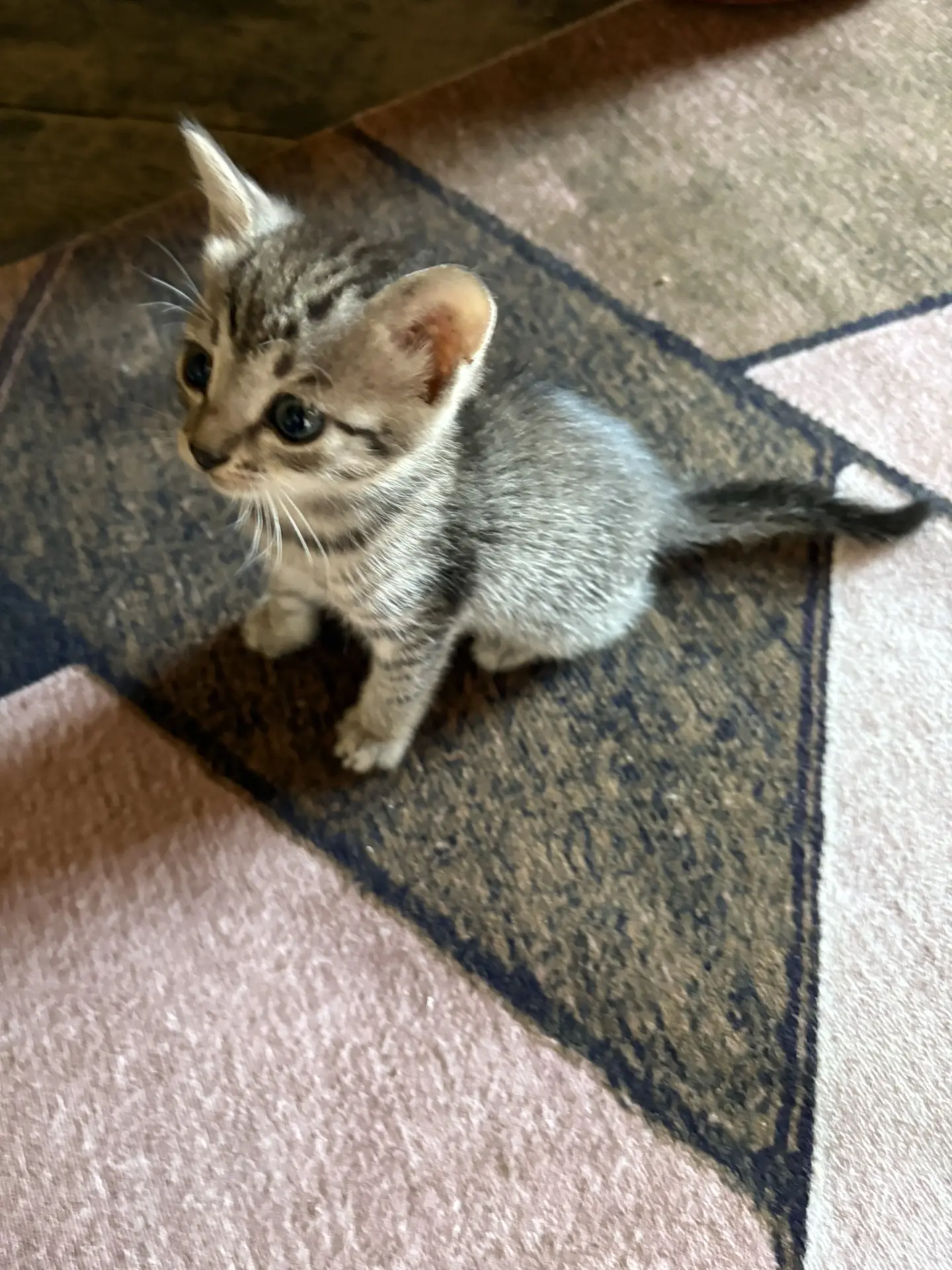 Отдам милых котят в добрые руки, 89133525871