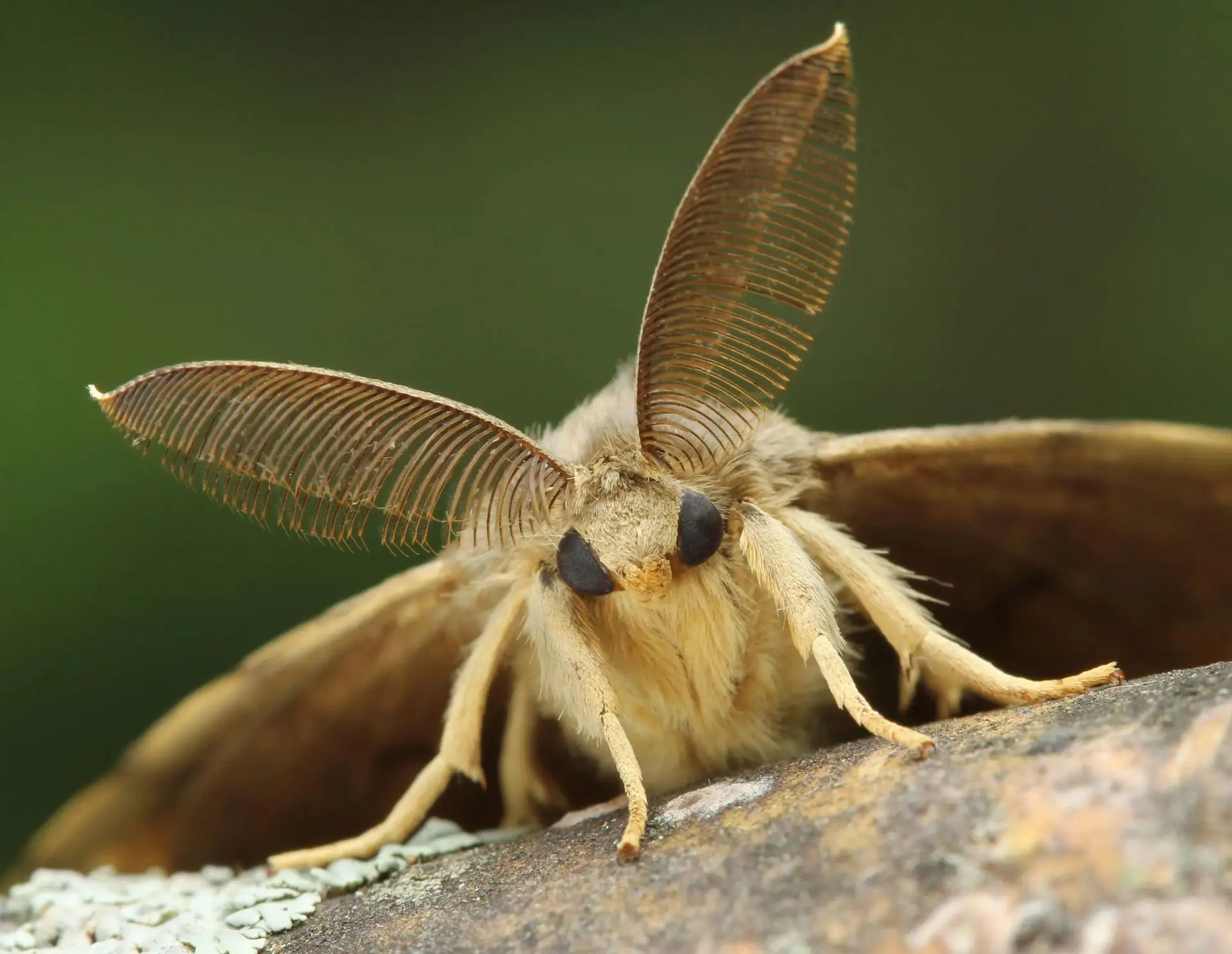🦋 ОСТОРОЖНО НЕПАРНЫЙ ШЕЛКОПРЯД 
 
🌳 Один из самых опасных вредителей леса способен объедать листву