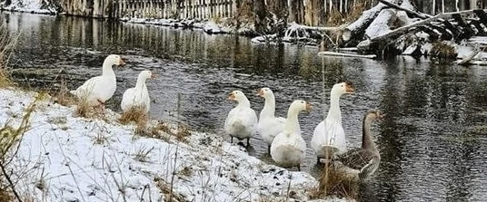 Чтобы уберечь домашнюю птицу в холода, важно обеспечить комфортные условия содержания, ...