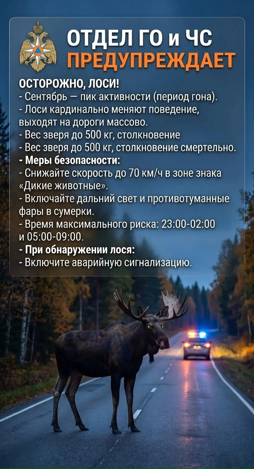 🦌 Осторожно, лоси: как выжить на лесной трассе осенью