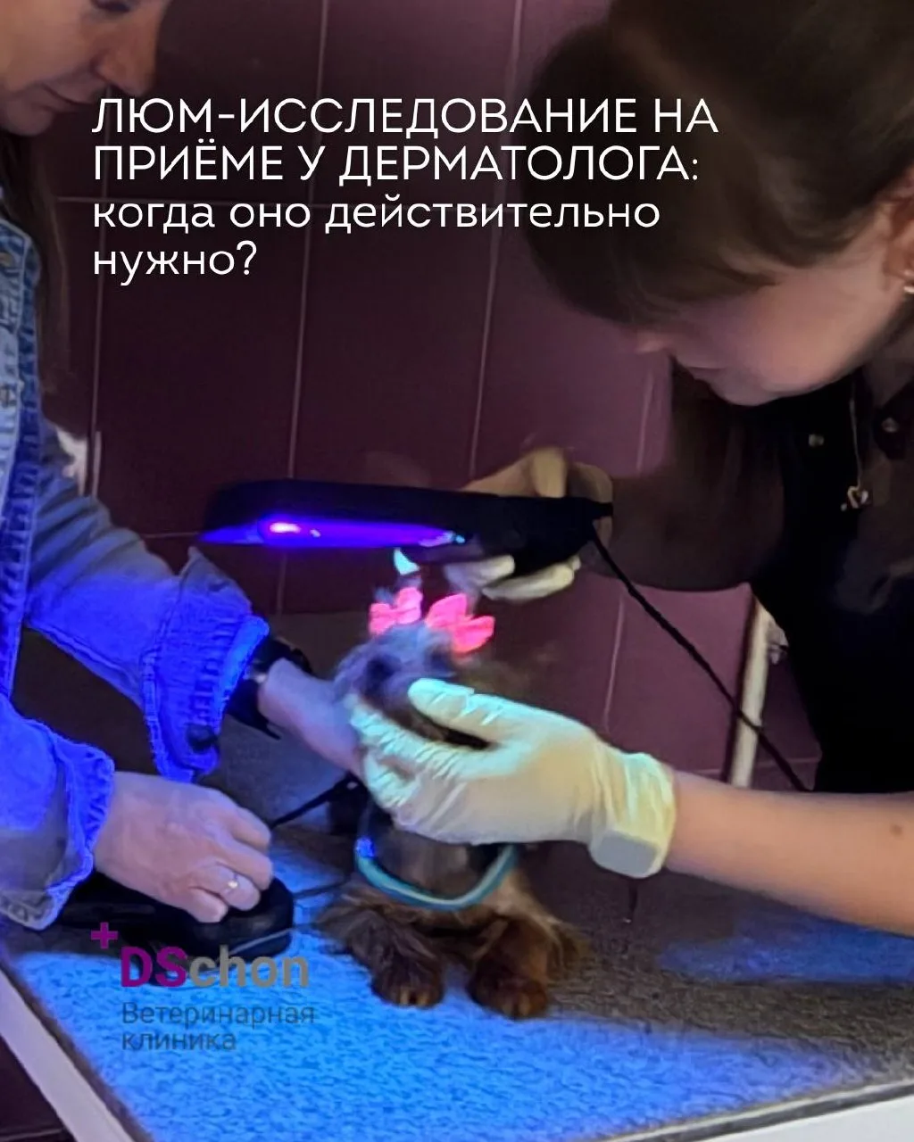 ЛЮМ-исследование на приёме у дерматолога: когда оно действительно нужно? 🐾