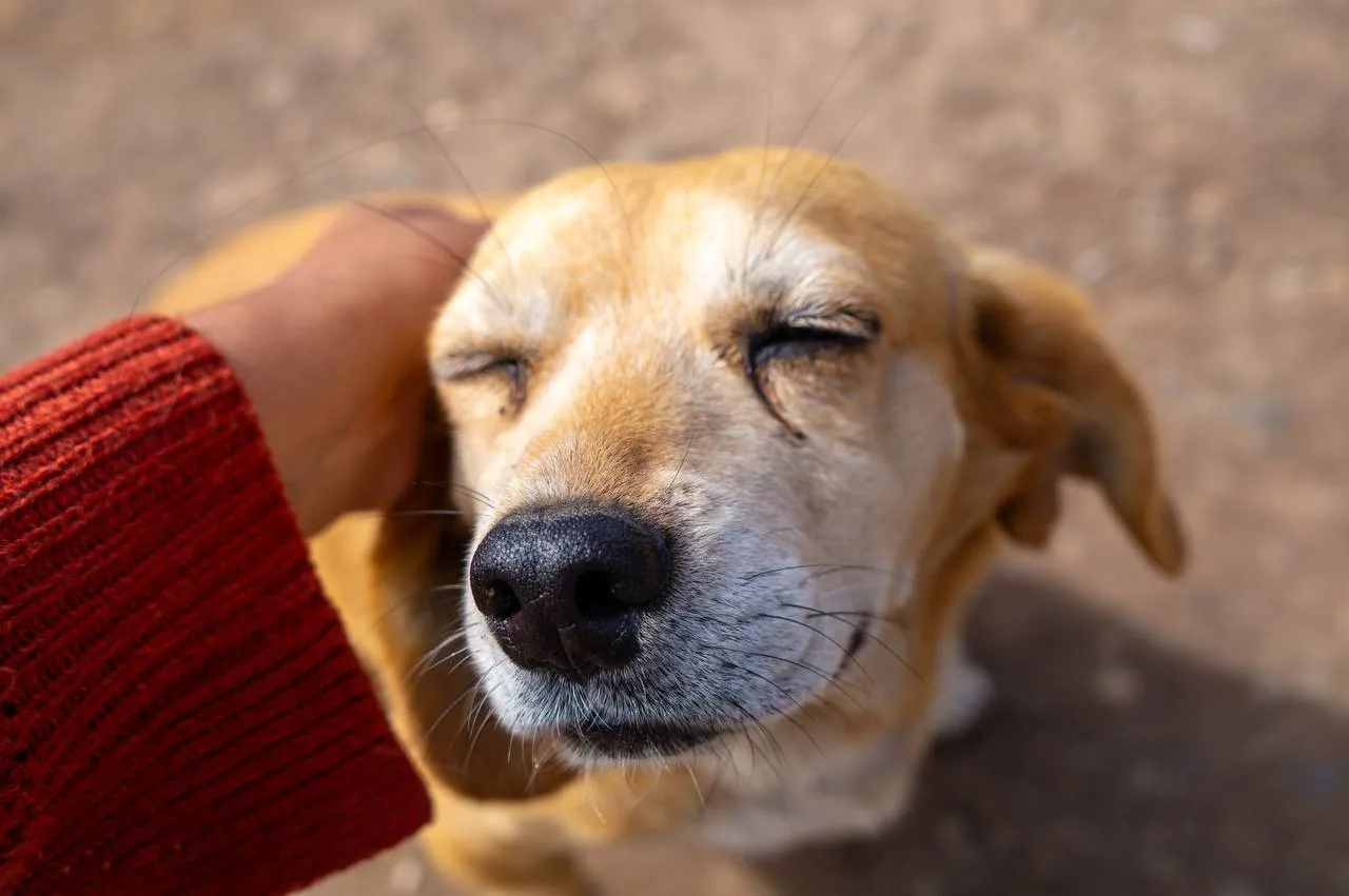 🐕☀Как спасти собаку от жары: пять советов кинолога