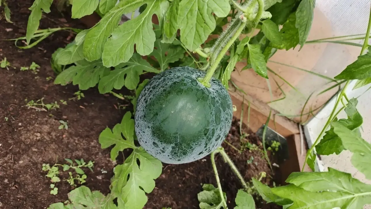 Осенний урожай и главная победа «Затейников»! 🍉 АРБУЗ 👍