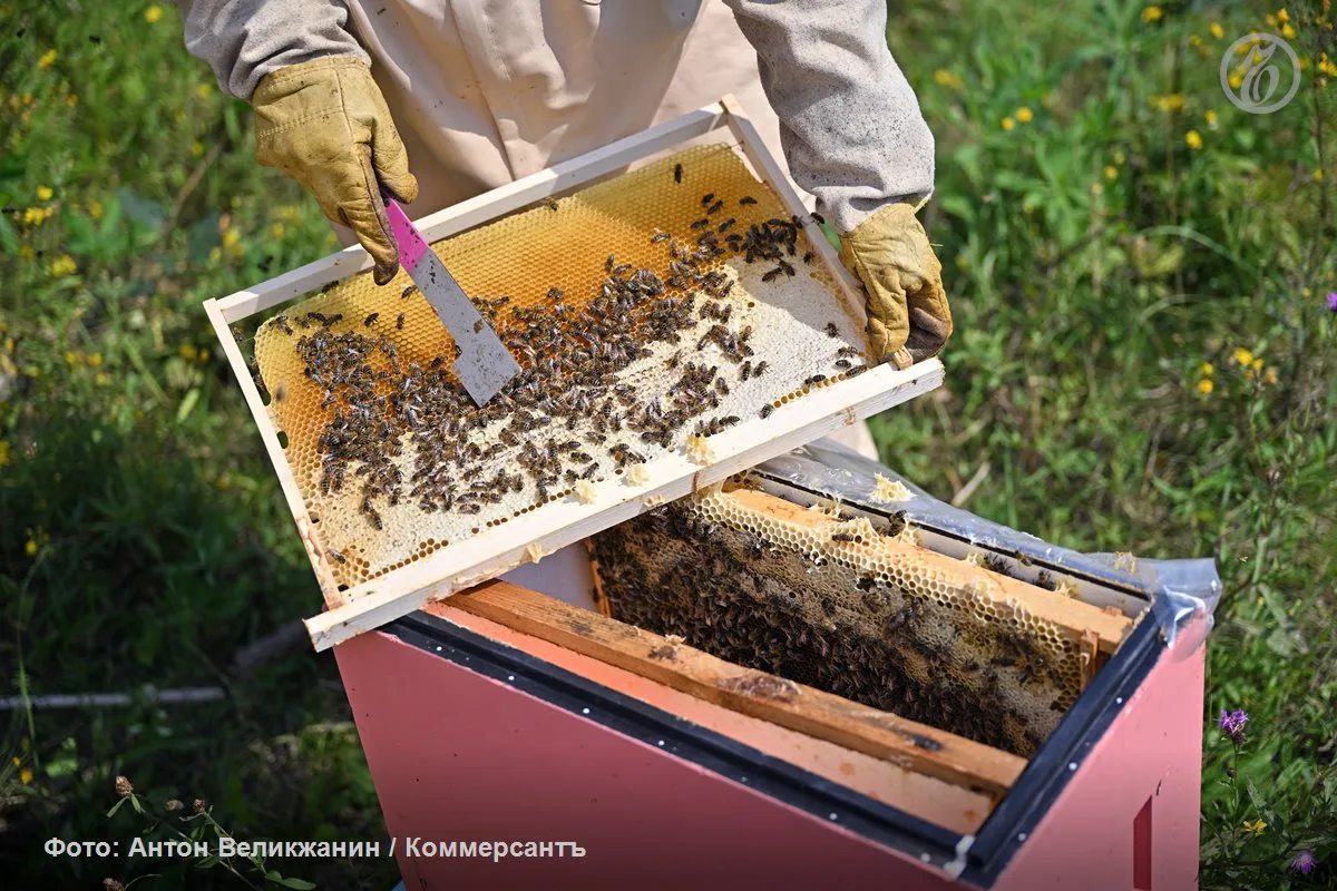 🍯 Стоимость меда в рознице за год увеличилась на 13,2%, до 717,7 руб. за 1 кг, а в опт...