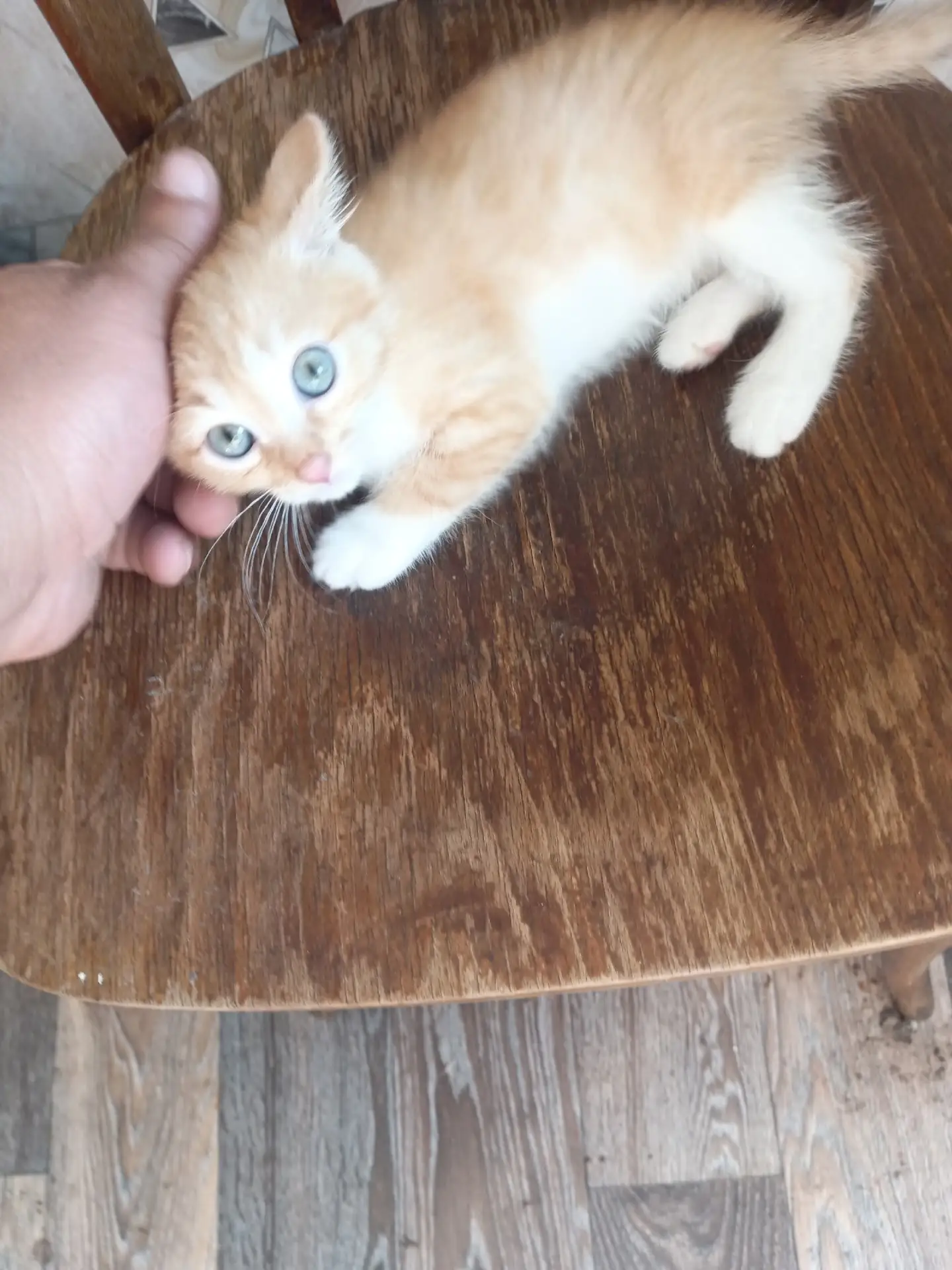 Отдам котёнка мальчик рыжий 89005274484