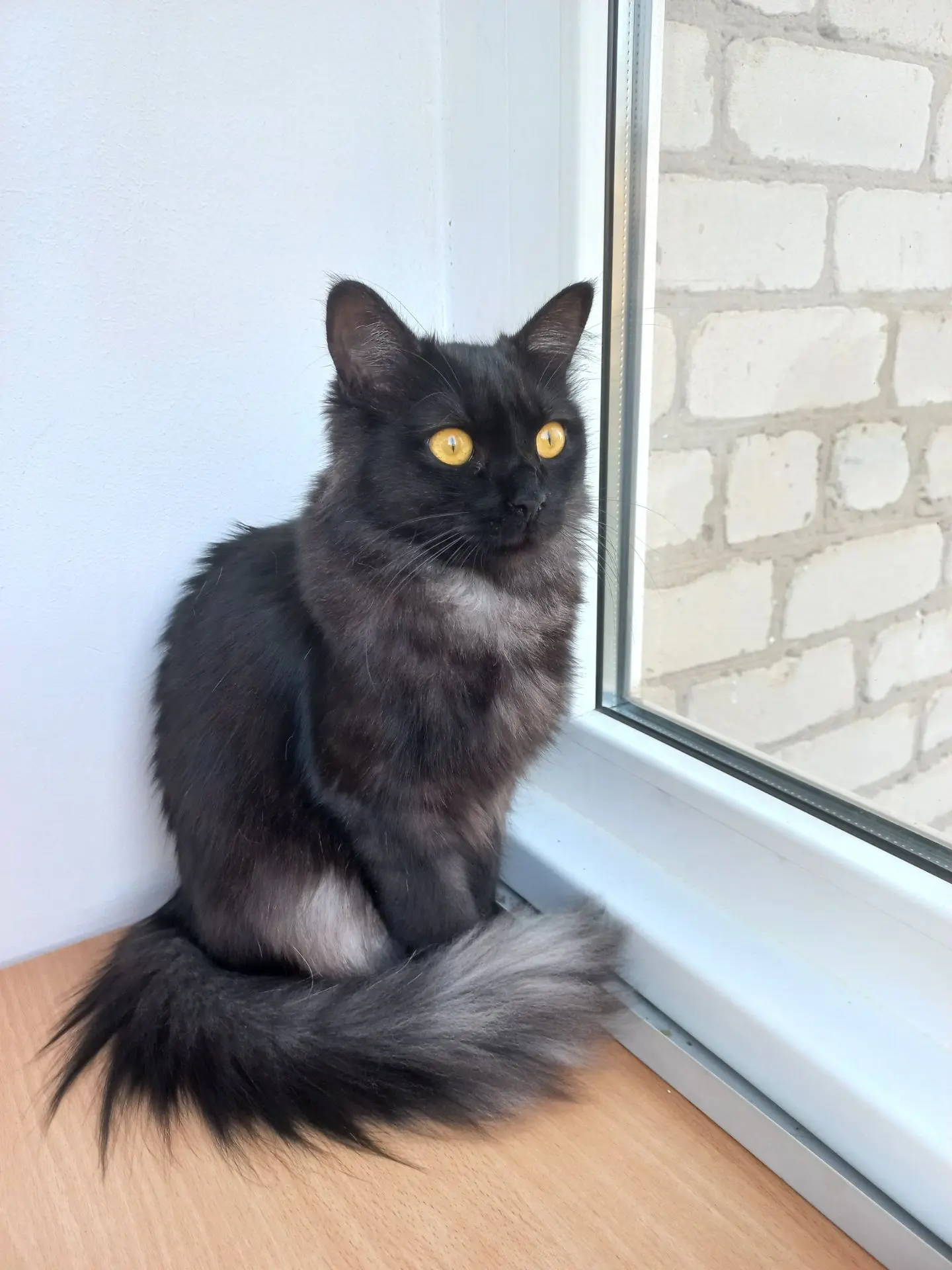 Пожалуйста помогите найти кошку🙏, чёрная, пушистая. Потерялась в районе лимана , улицы...