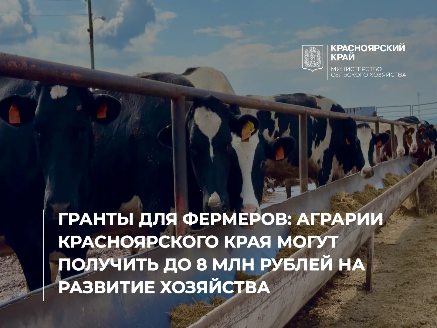 Гранты для фермеров: аграрии Красноярского края могут получить до 8 млн рублей на разви...
