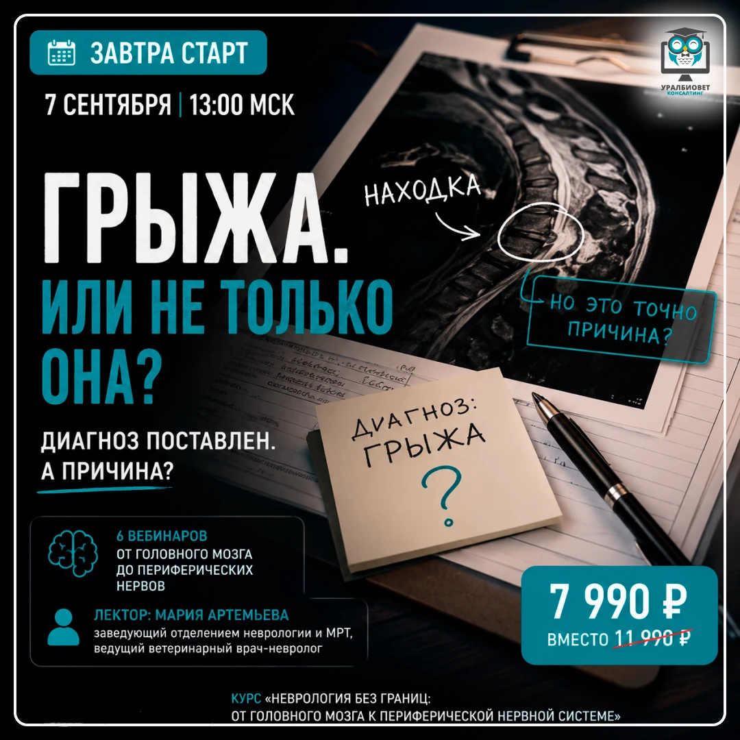 🧠 «У него грыжа»