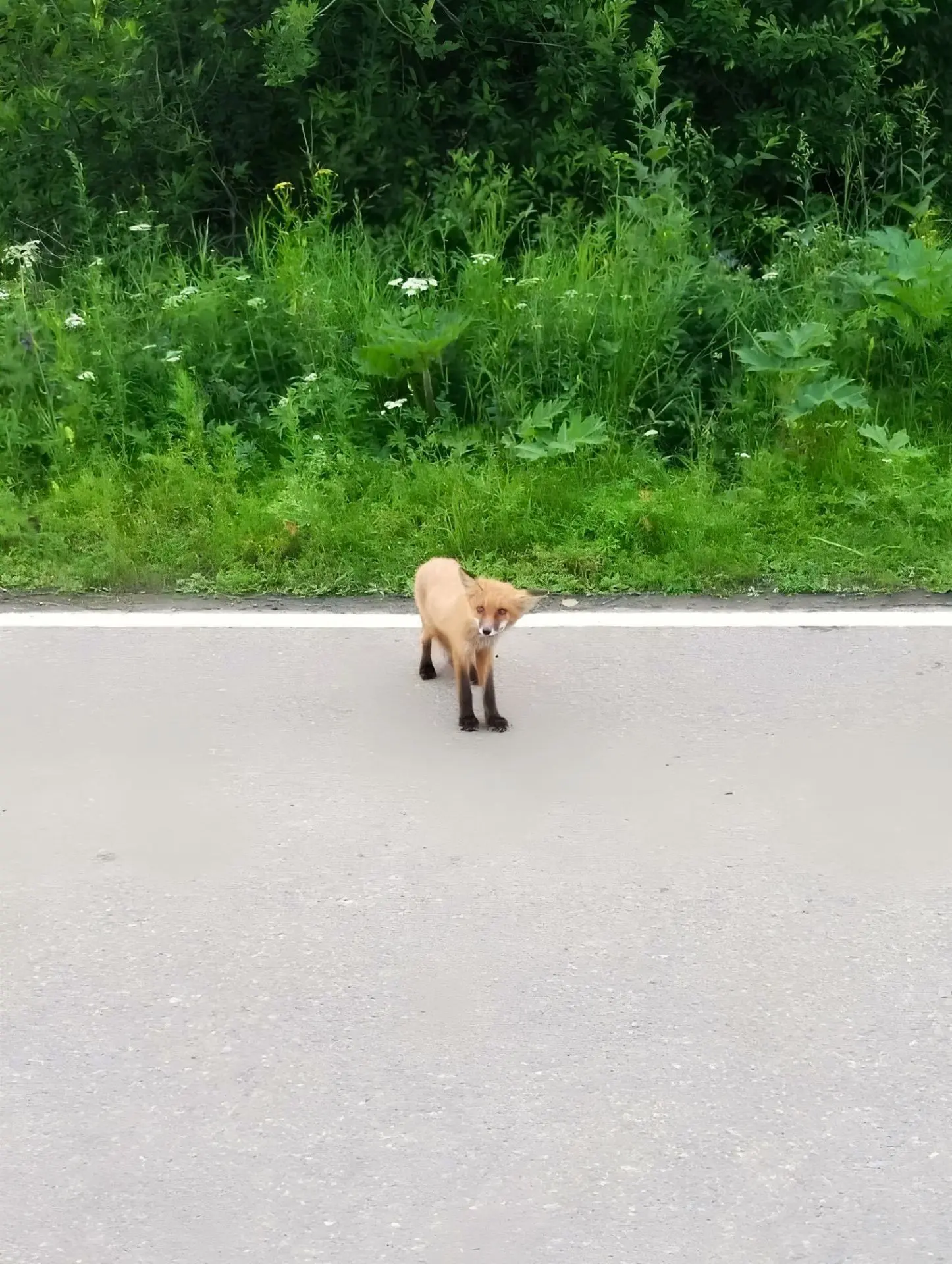 🦊 Около дамбы в посёлке Шиткино Тайшетского района — нашей самой северной и таёжной ло...