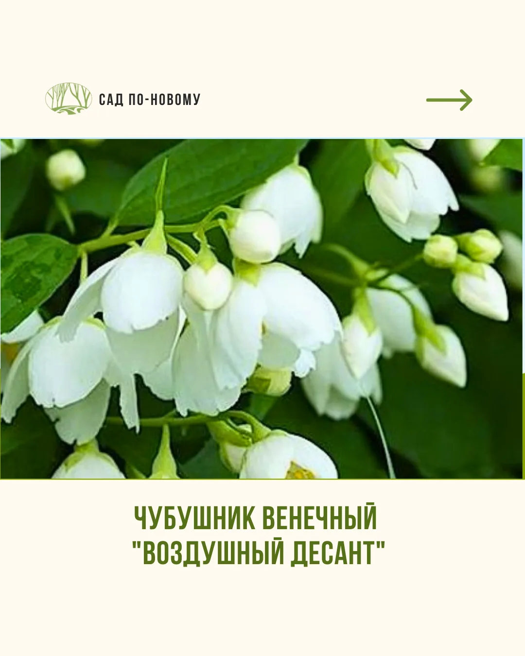9 самых эффектных сортов чубушника
⠀
1. Чубушник венечный "Воздушный десант"
Куст высотой 2-2,5 м с 