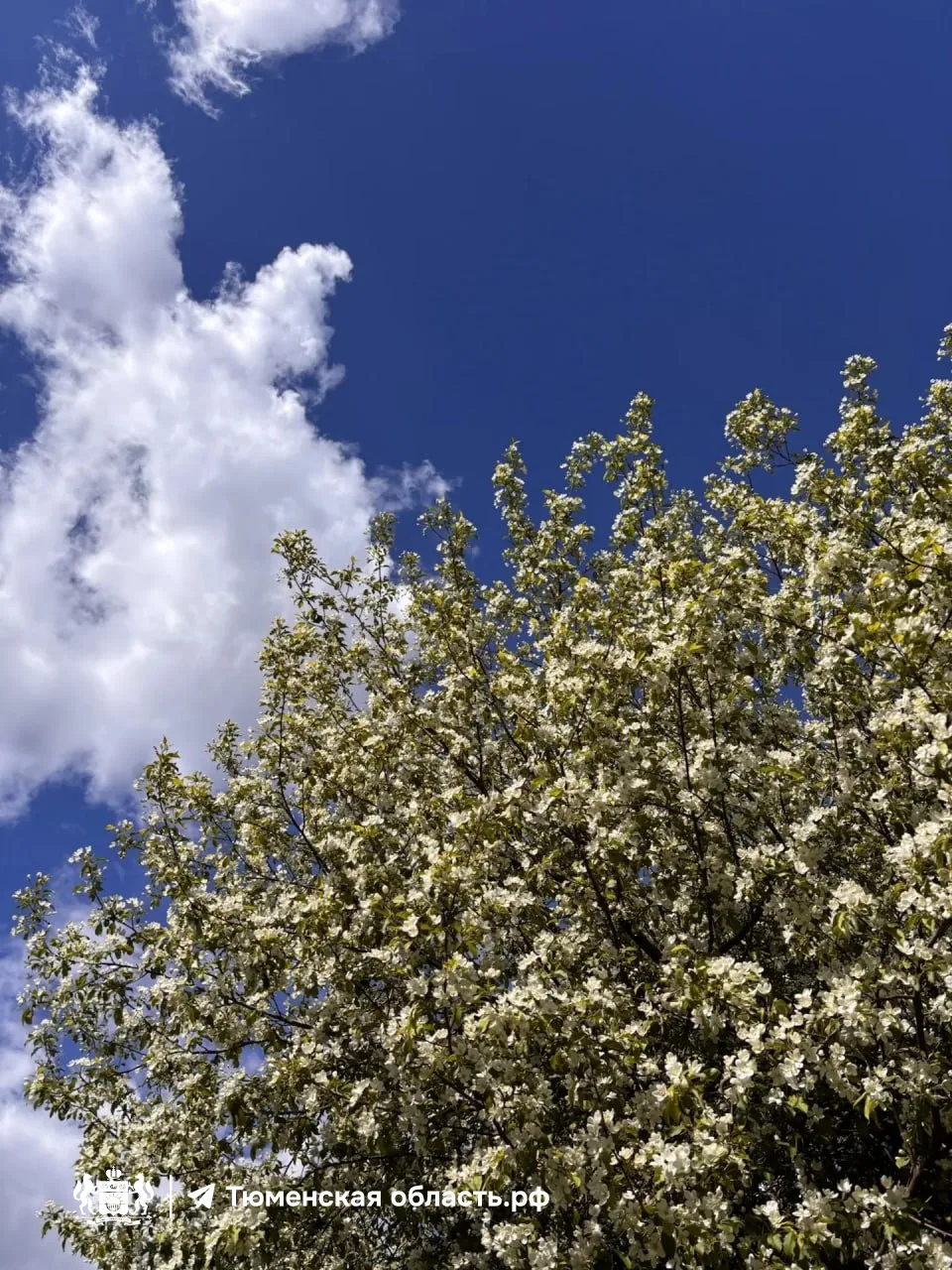 🌺 Доброе утро, Тюмень!   В городе уже вовсю цветут яблони, что не может не радовать!   Эта неделя об