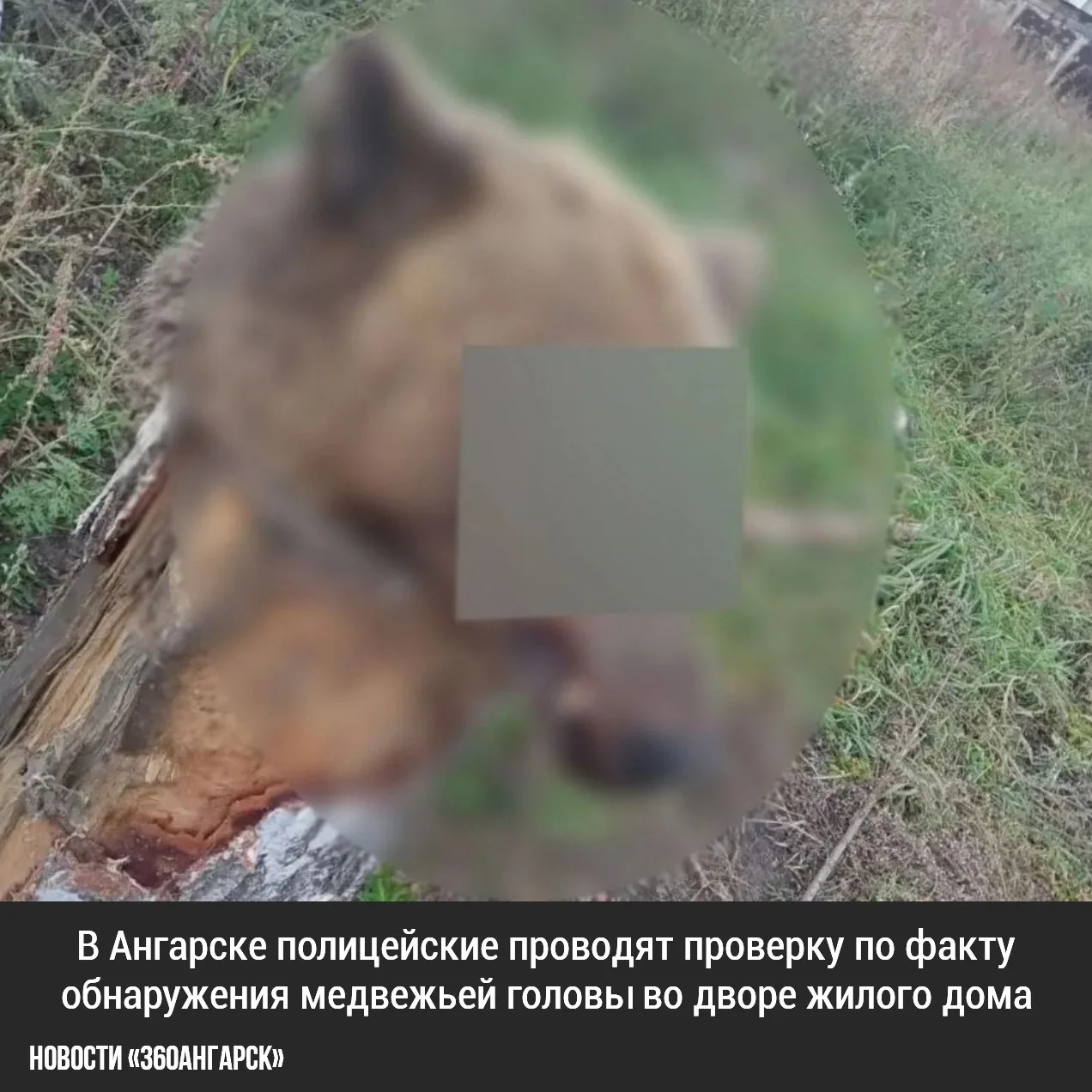 В Ангарске полицейские проводят проверку по факту обнаружения медвежьей головы во дворе...