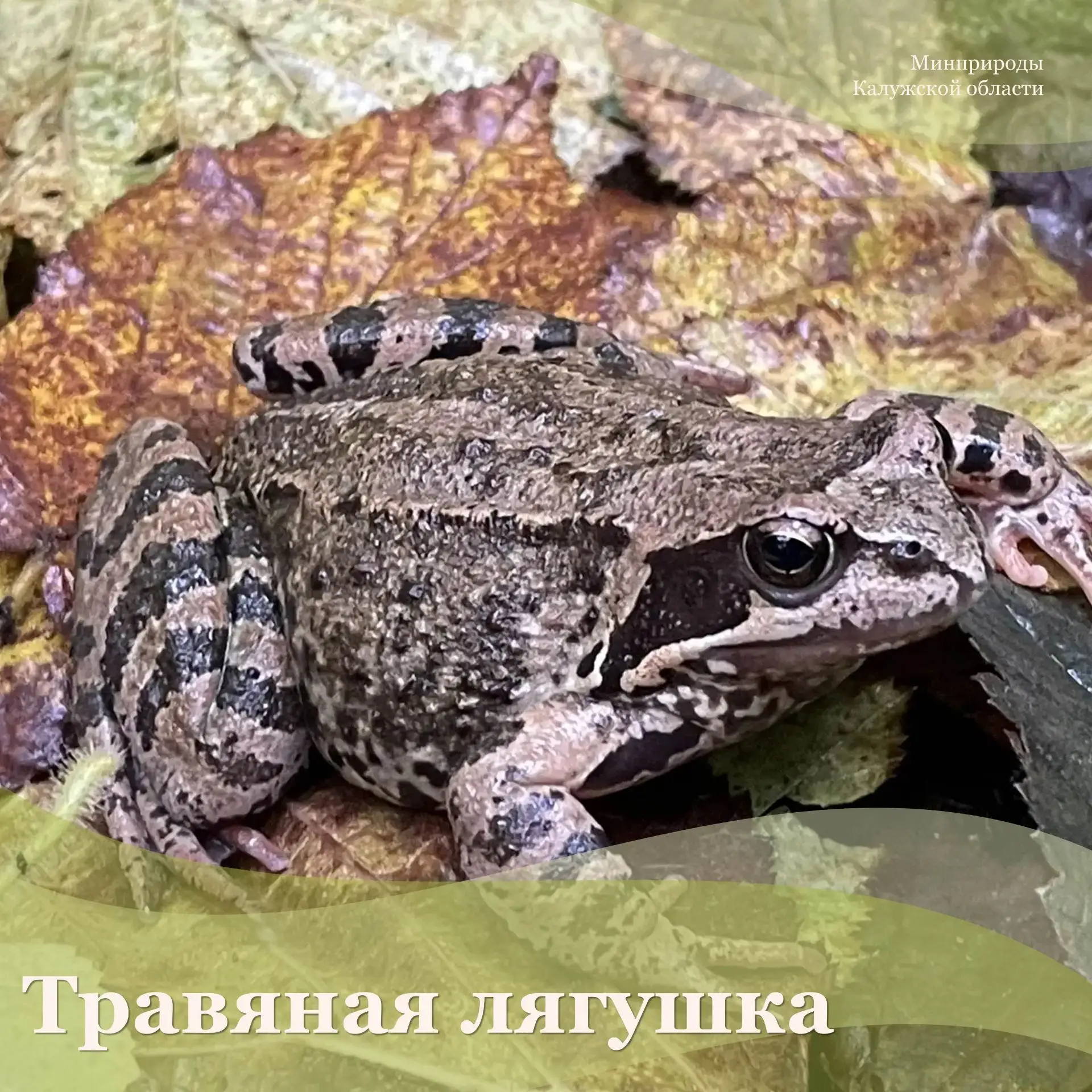 Травяная лягушка считается одним из самых многочисленных видов земноводных региона
⁣
Размеры тела вз