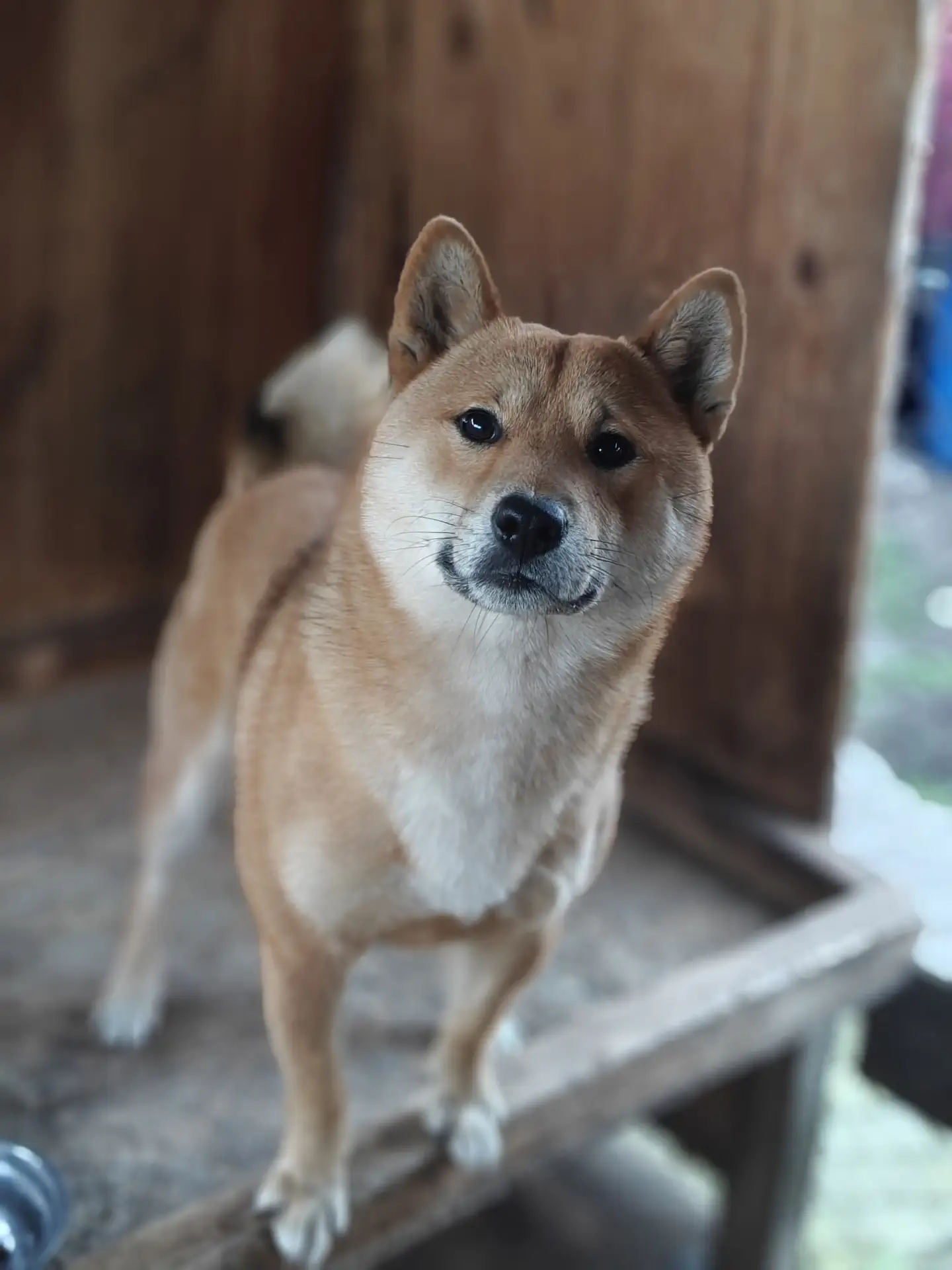 Ну дай вкусняшкууу 🥺