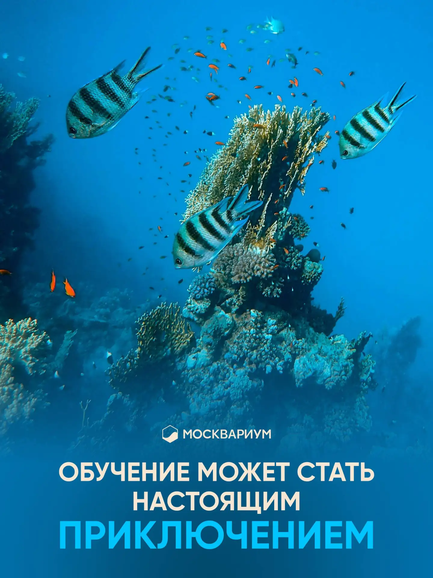 Учиться можно по-разному: читать параграфы или же, например, отправиться в интерактивно...
