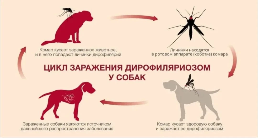 ❗️❗️❗️ДИРОФИЛЯРИОЗ❗️❗️❗️                                                     Дирофиляри...