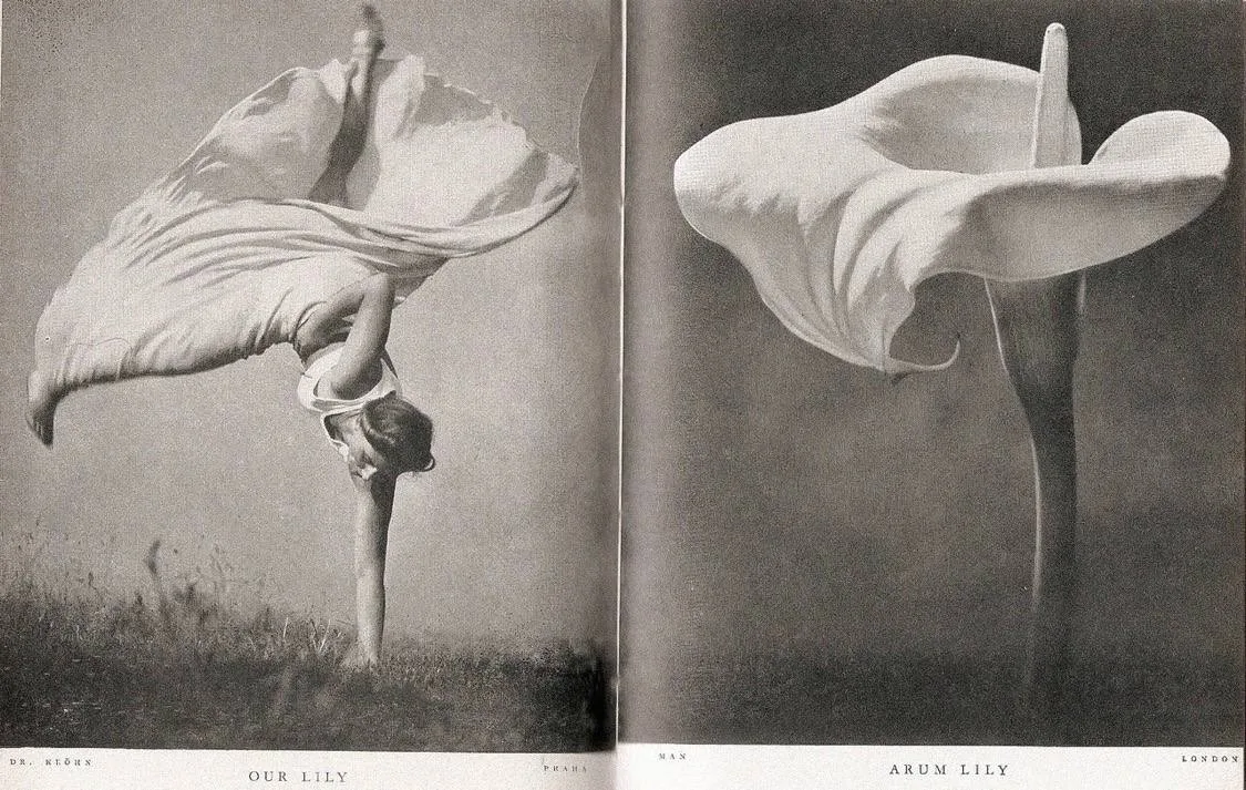 📸 «Our Lily, Arum Lily» Стефана Лоранта, 1937-ый г.