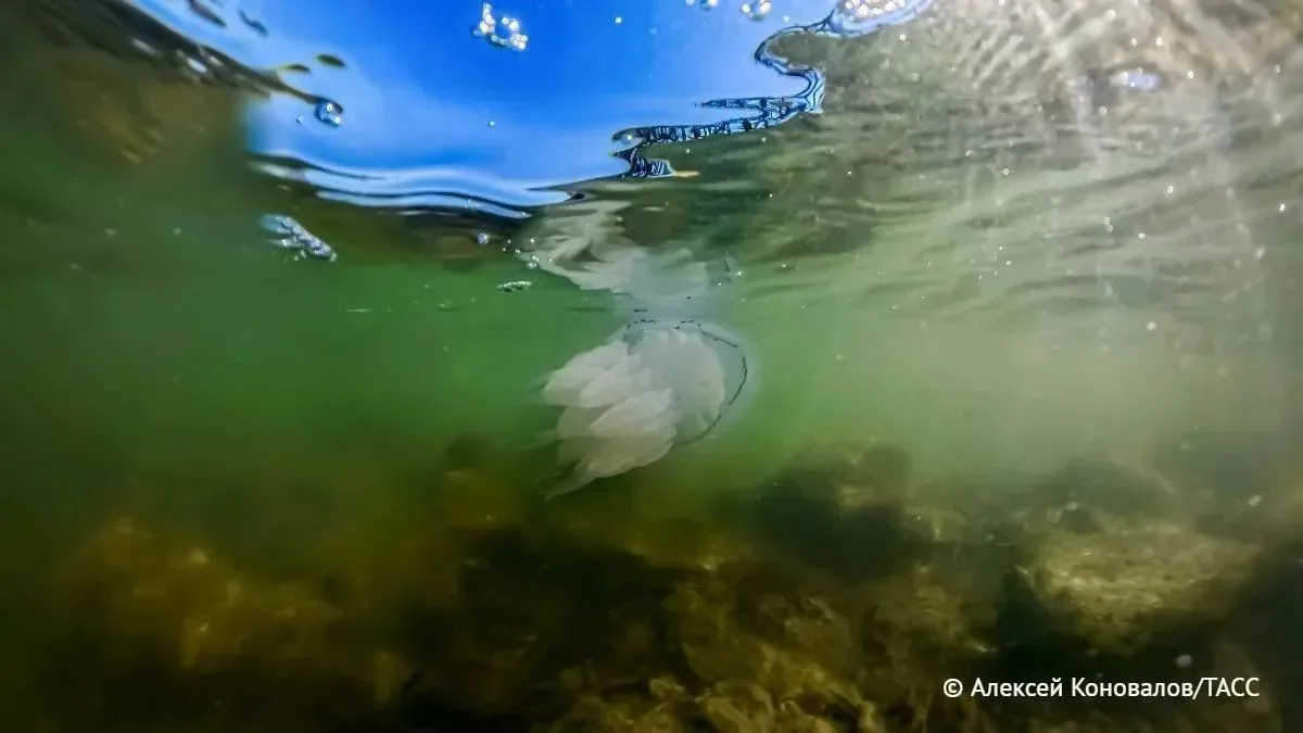 ⚡Осолонение Азовского моря к 2026 году дошло до своего исторического максимума.