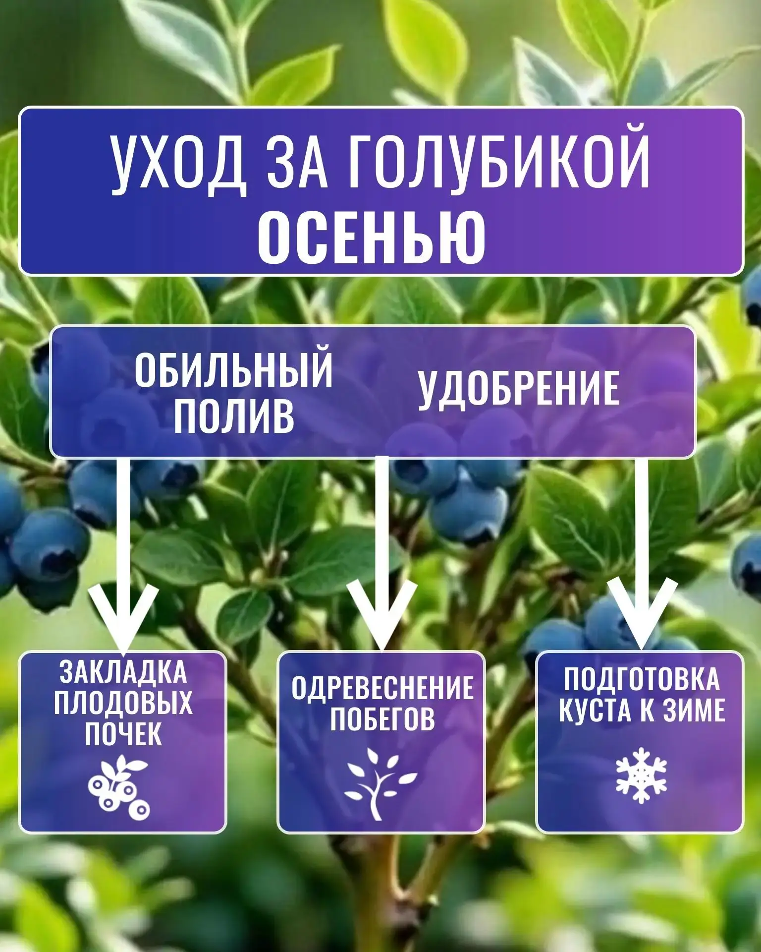 КАК УХАЖИВАТЬ ЗА ГОЛУБИКОЙ ОСЕНЬЮ