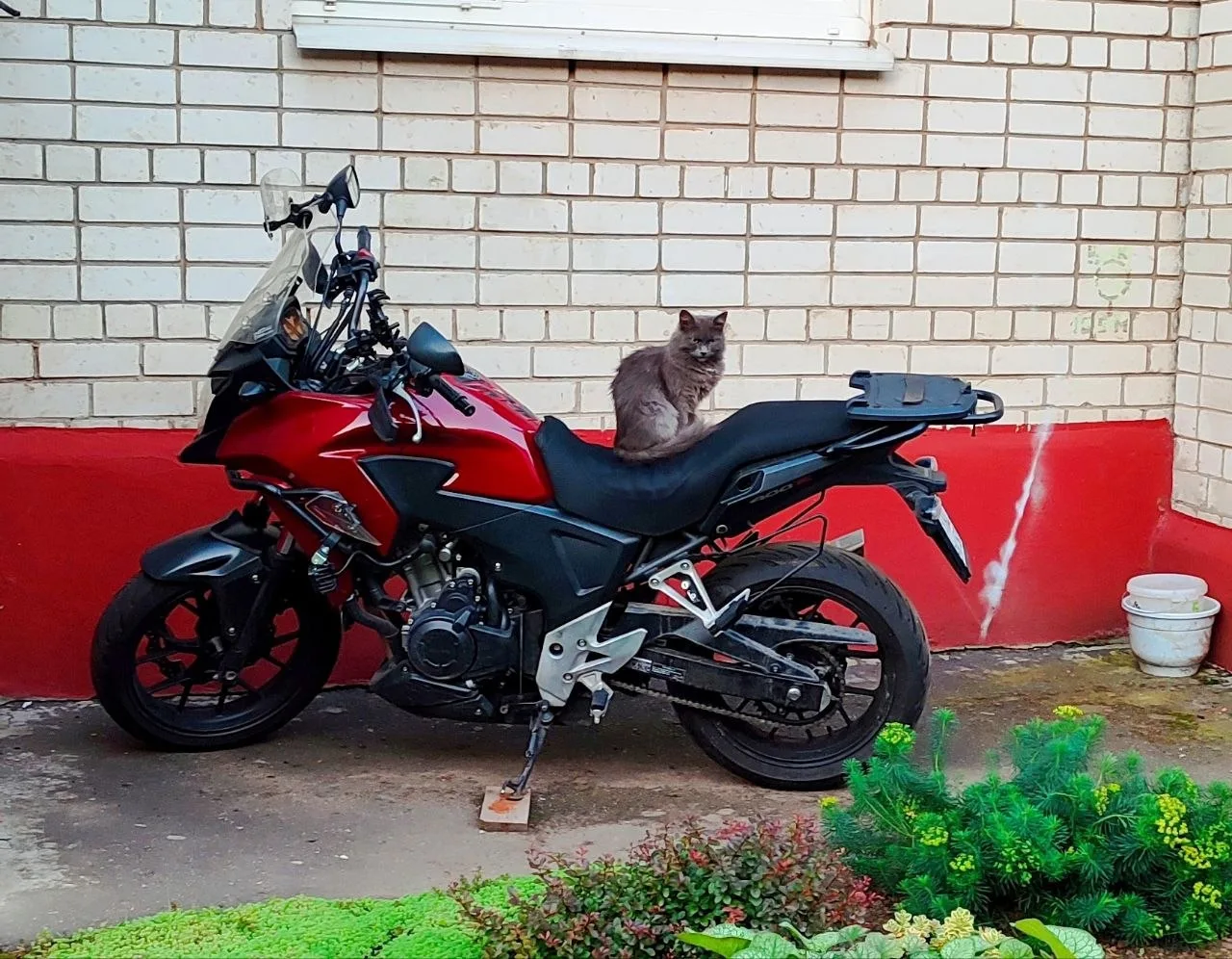Интересно, хозяин мотоцикла не против такого красивого котика? 😁