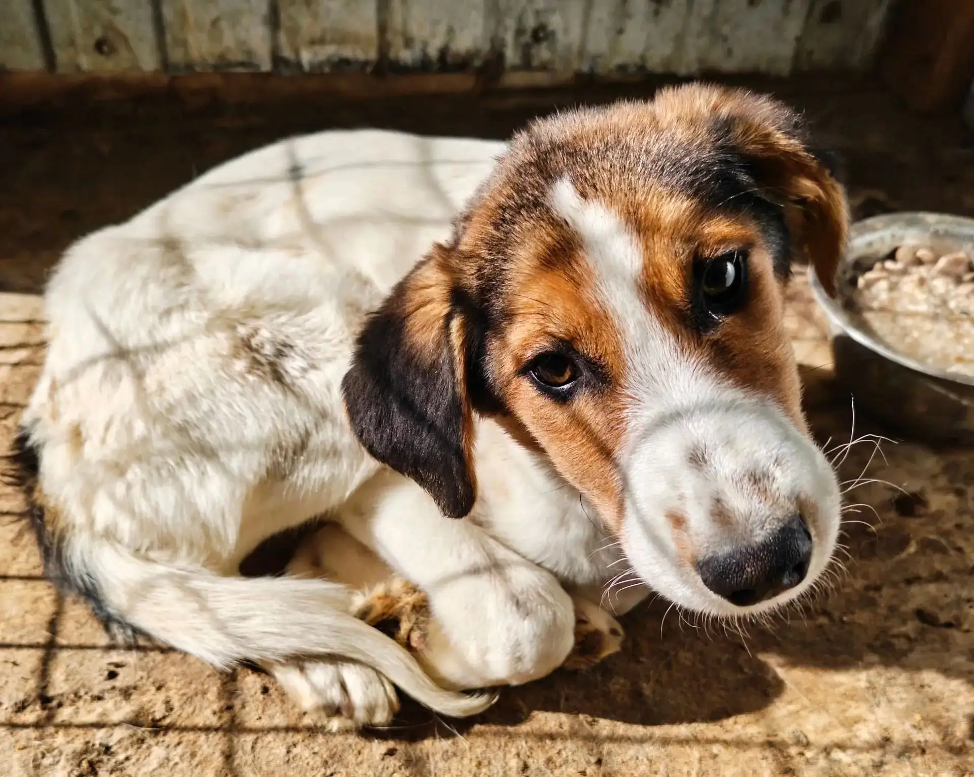 🐶 Знакомьтесь — пацанчик Бим! 🐾 Он очень ждёт своих самых лучших хозяев! ❤️