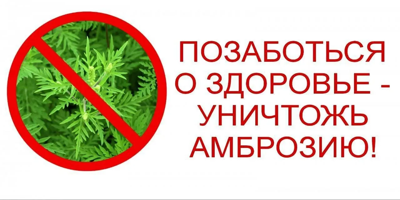 Амброзия — угроза вашему здоровью. Это растение выделяет эфирные масла (головные боли, скачки давлен