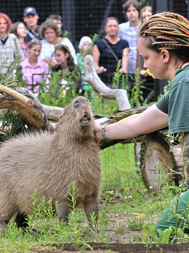 Если кабачки уже не помещаются в квартире — знаем, куда их отвезти! 😅