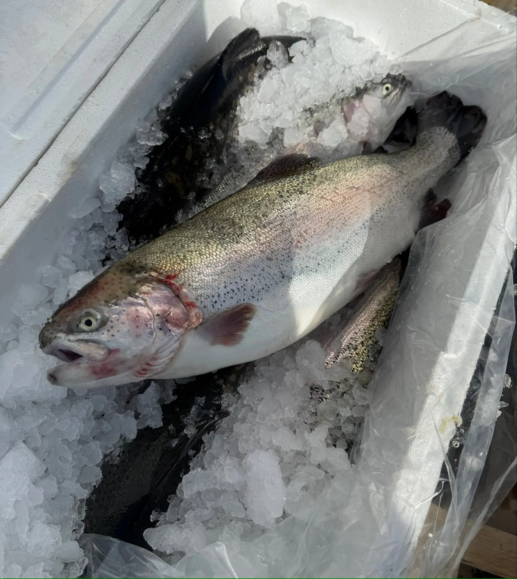 Мы получили очередную партию свежей Форели 🐟 Прям хочется написать Форель с большой буквы 😅 Какая он