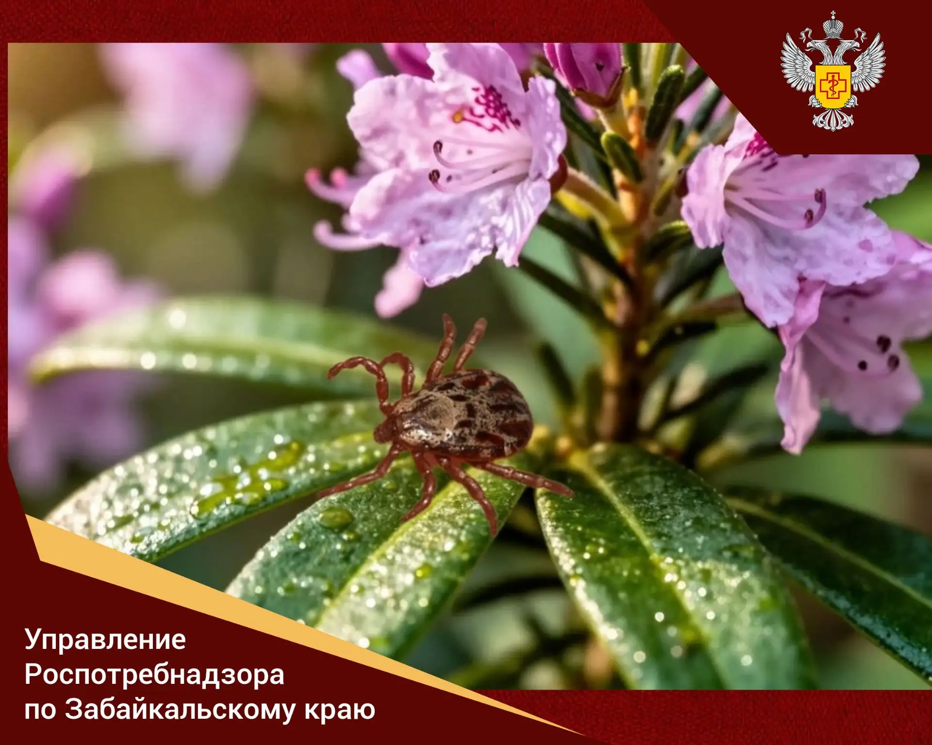 ⚡ Куда обращаться при укусе клеща?