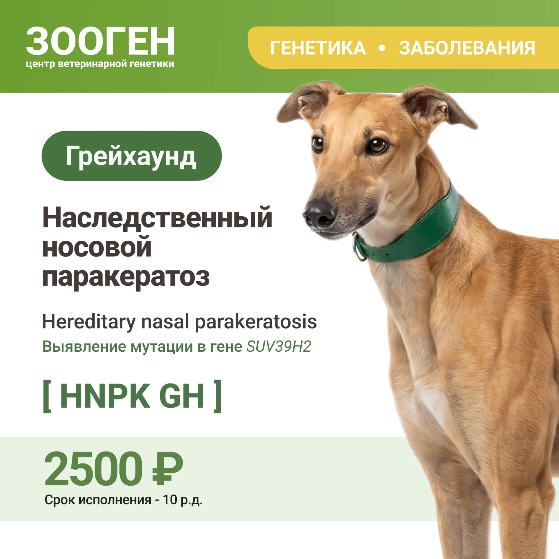 🐾 Наследственный носовой паракератоз грейхаундов