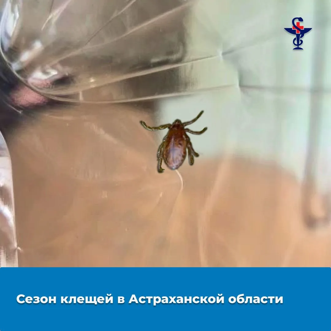 📅С наступлением тёплого сезона в регионе традиционно активизируются иксодовые клещи — ...