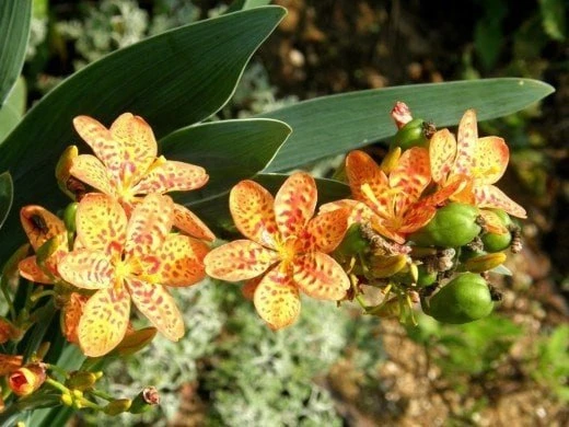 БЕЛАМКАНДА КИТАЙСКАЯ 🌺