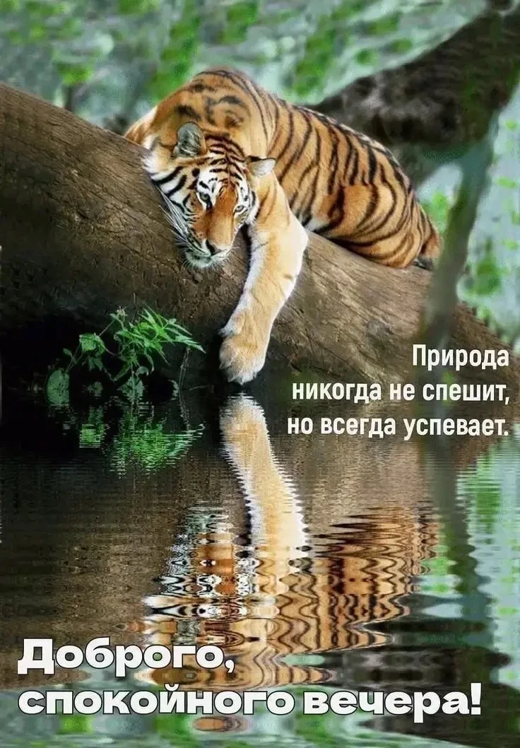 Галерея Открыток