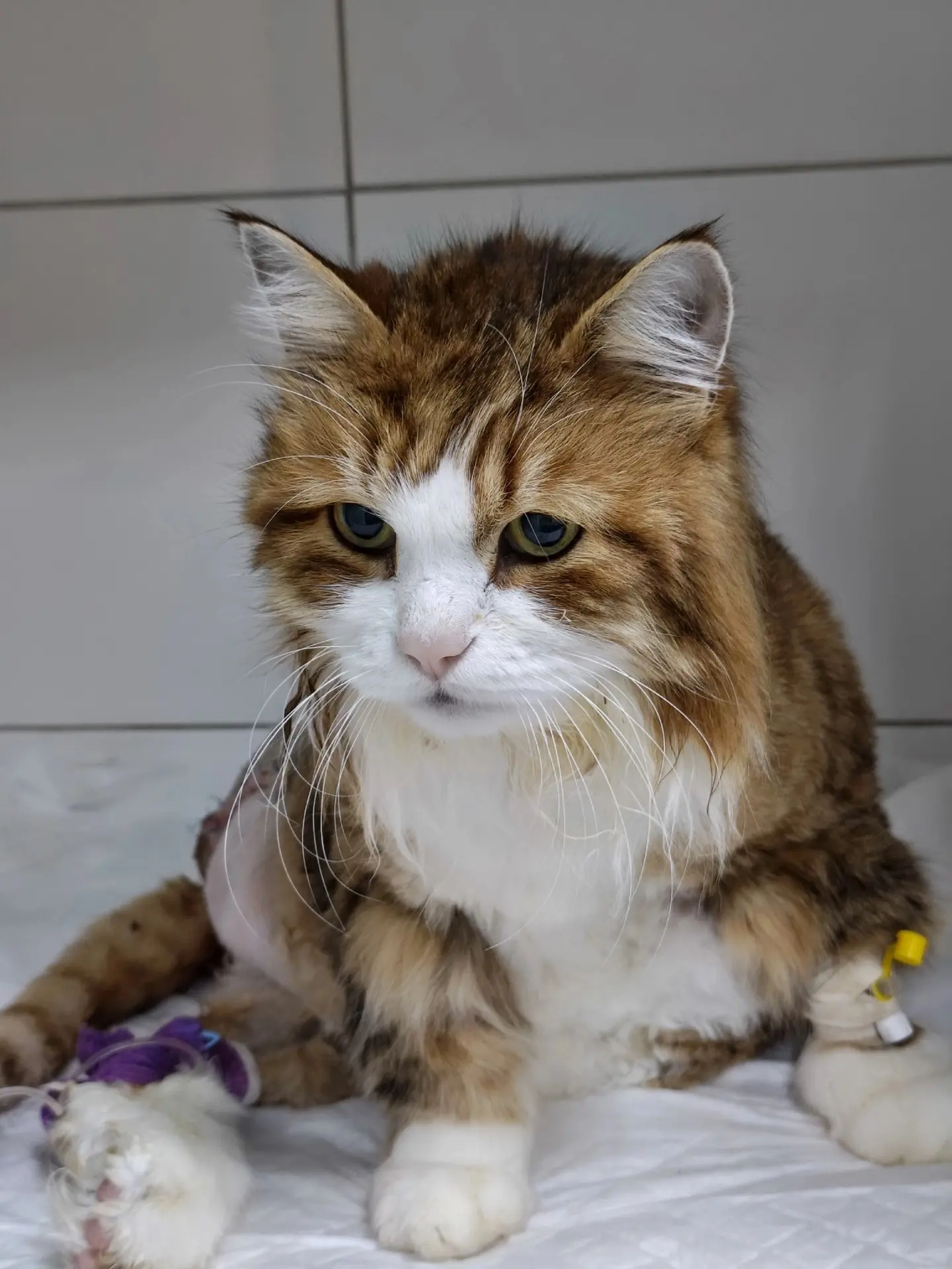Сегодня расскажем историю нашего пациента — кота Семы 🐾
