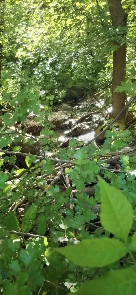 ЭКСКУРСИЯ В БОТАНИЧЕСКОМ САДУ 🌳  Ученики 5 «Л» класса окунулись в волшебный мир природы во время экс