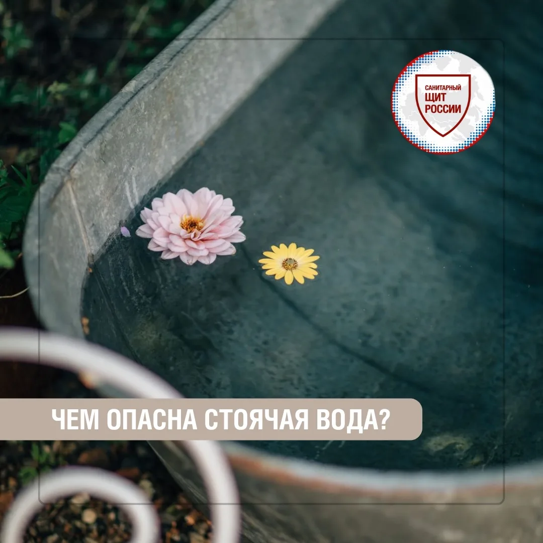 Лужи, бочки для полива, заброшенные емкости и небольшие водоемы со стоячей 💧водой могу...