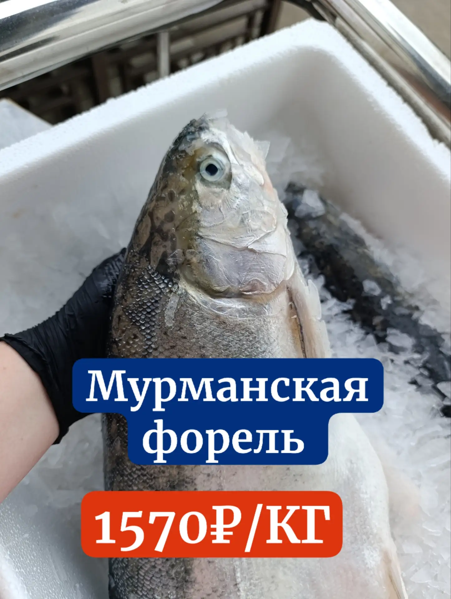 ‼️ ОХЛАЖДЕННАЯ ‼️