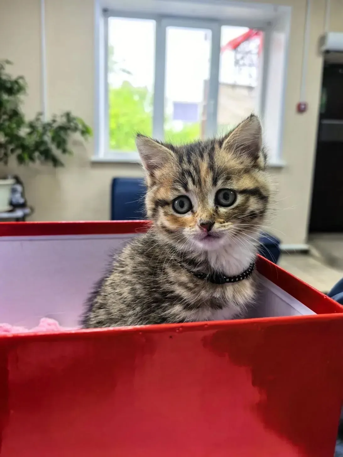 Наши пациенты🐈

Недавно в Шелеховском филиале нашей клиники побывала очаровательная кошечка по клич