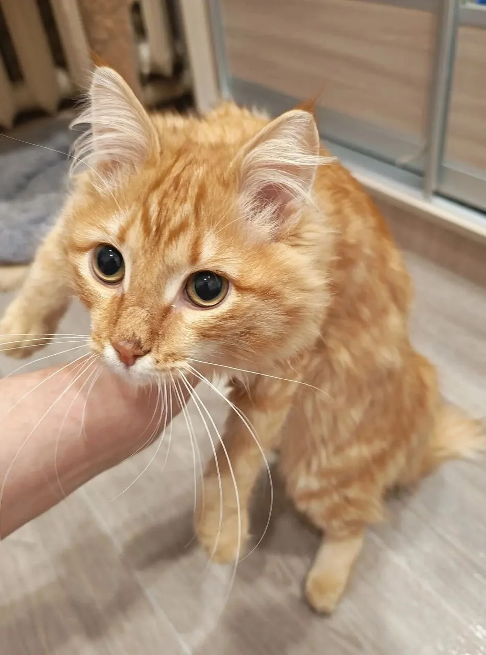 КОРЖИК
