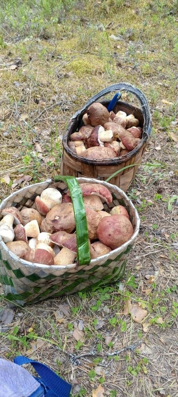 🍄🔥 27 августа. Утро началось не с кофе, а с грибной охоты!