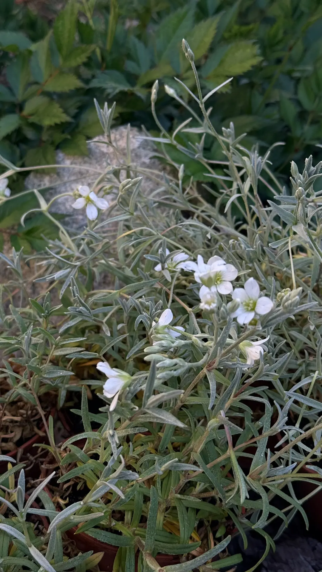 🌿 Ясколка войлочная