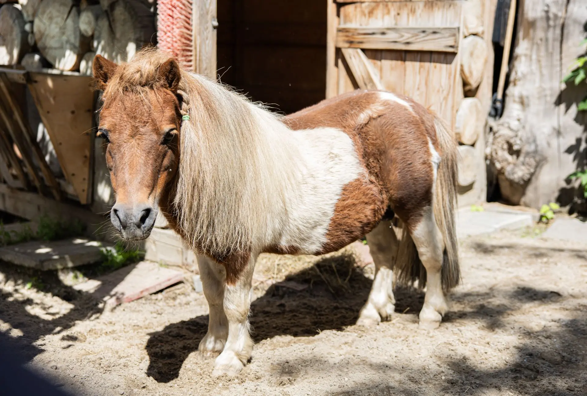 🐎 В Екатеринбургском зоопарке живут американские миниатюрные лошади. Они не катают посетителей, но 