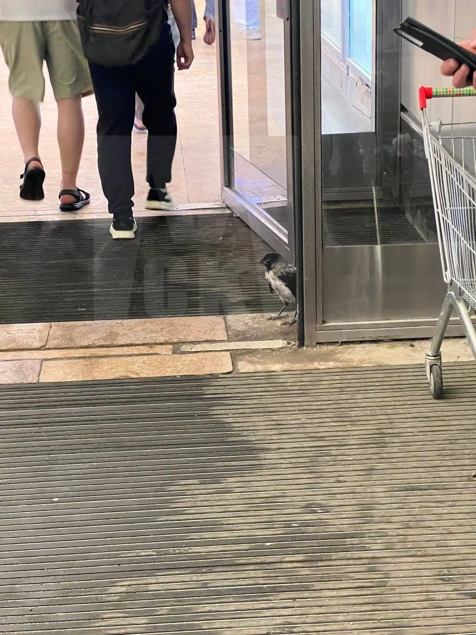 🥰 Пернатая пережидает столичную непогоду.