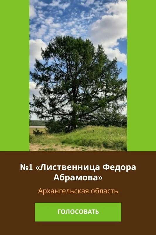🌲⚡️ Продолжается голосование за «Российское дерево года 2026»!

В этом году от Архангельской област