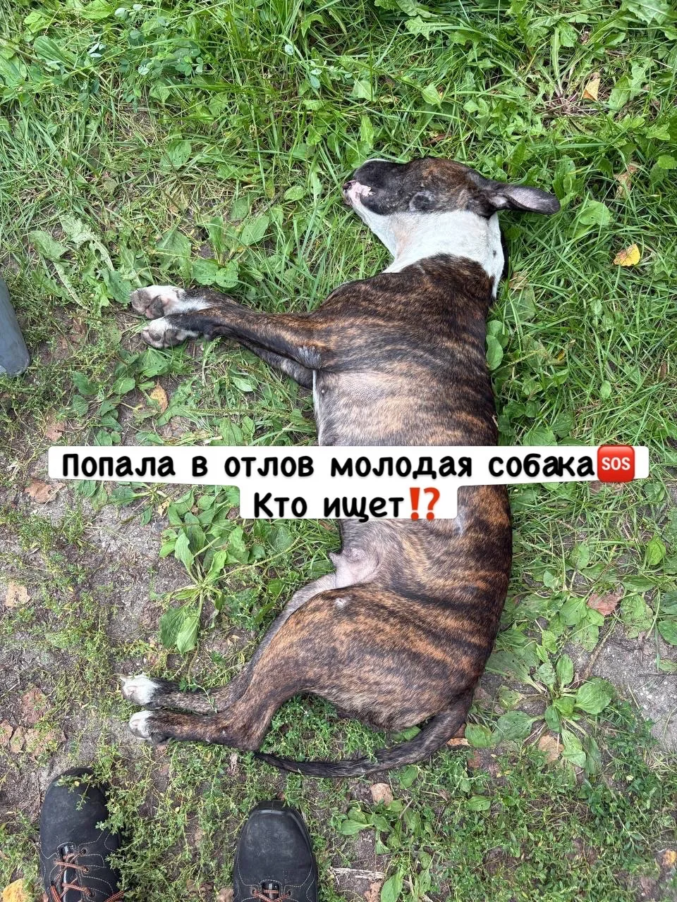Отлов нашего приюта поймал гладкошерстую молодую суку метиса стаффа/бультерьера/непойми...